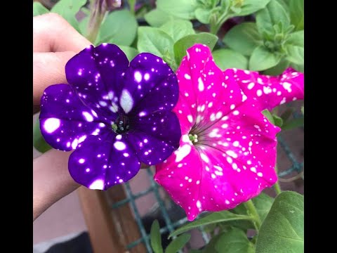 Zobacz filmy, Perystyl Przemysław Mazur, Tarnów