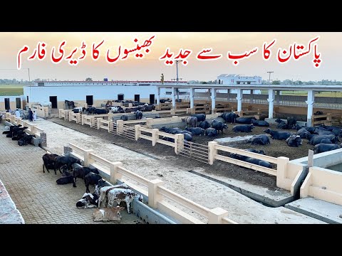 Pakistan Modern Buffalo Dairy Farm