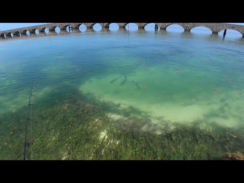 Catch A Tarpon Guaranteed Or Your Money Back