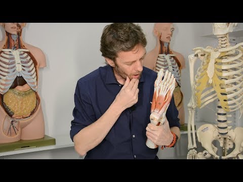 Plantar foot muscles