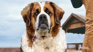 Dog Grooming (Petco)