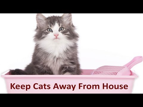Keep Cats Away From House | Zubaida Tariq
