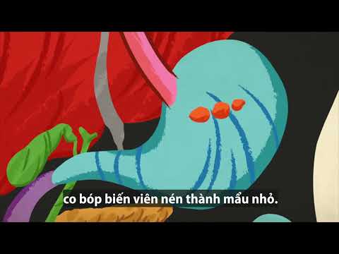 Cách bộ máy tiêu hóa xử lý thức ăn trong cơ thể người