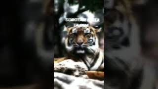 Download lagu TIGA SIFAT KHODAM MACAN PUTIH,WAJIB TI TONTON mp3