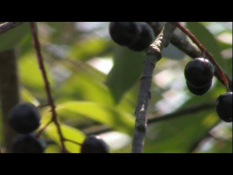 Days to Waste | gradient