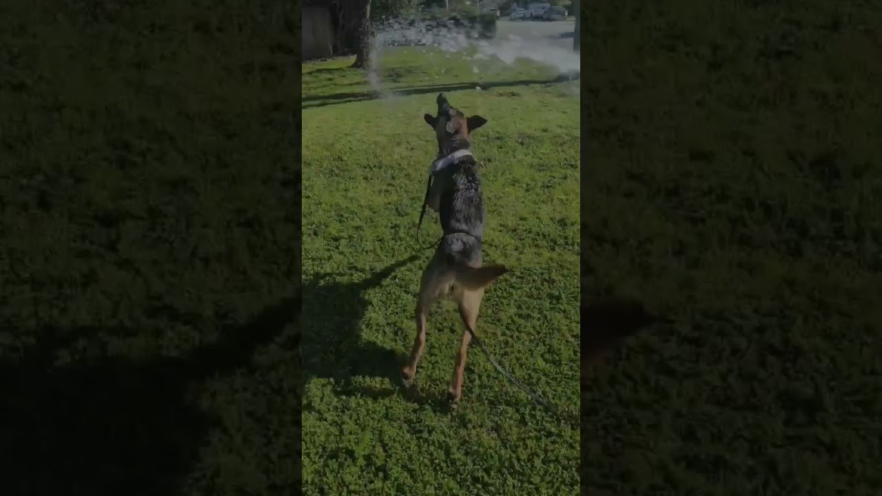 Enlarge Dixie, a Adoptable mixed breed in San Jose, CA video 4/6