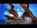 3 Oldest Tree In The World Beautifulworld Nature Adventure Amazingnaturallife Oldesttree