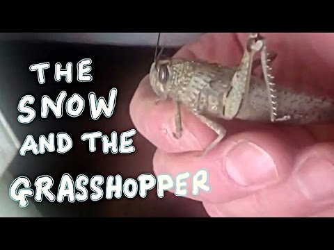 THE SNOW & THE GRASSHOPPER