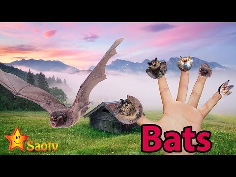 Gia Đình Ngón Tay Con Dơi ~ Bats Finger Family ~ Finger Family Songs