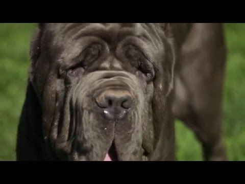 NEAPOLITAN MASTIFF: A DOG LOVER'S INTRODUCTION