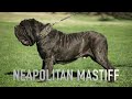 Mastín Napolitano - Mastín Napolitano