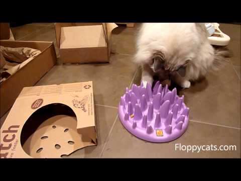 Catch Interactive Feeder Cats Unboxing  - Slow Feeder for Cats