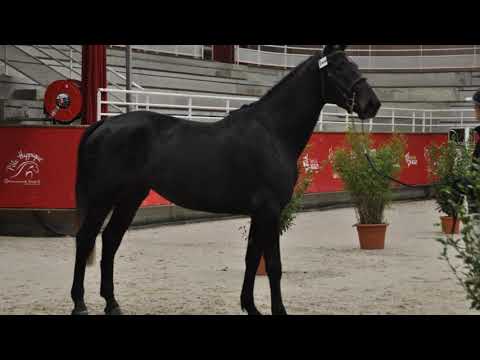 IT'S A DREAM SEMILLY (Diamant de Semilly x Cumano) 3YO Female