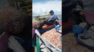 Download lagu Nelayan indonesia ll pukat trawl dapat udang melimpah #shorts mp3