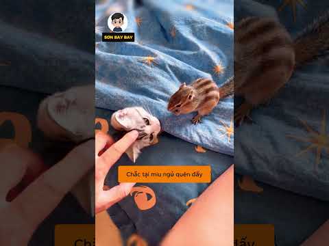 Cách sóc đền đồ ăn cho Miu dễ thương quá đi mà  #shorst