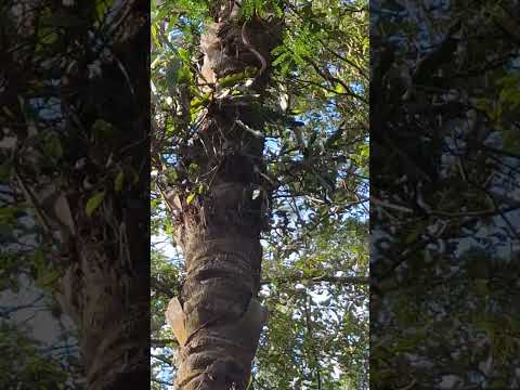 Nature. Brumadinho, Minas Gerais,  Brasil