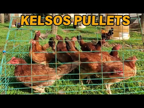 Larry Romero Kelso Albany Troy Hatch JORGE FARM Hawaii - Beautiful Birds Farm Visit