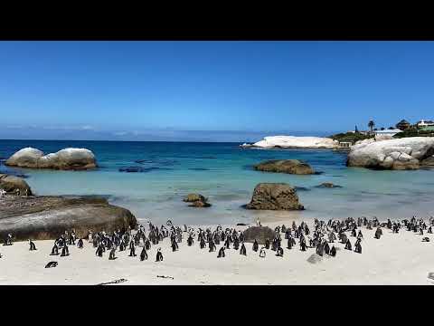 African Penguins on the Cape Peninsula