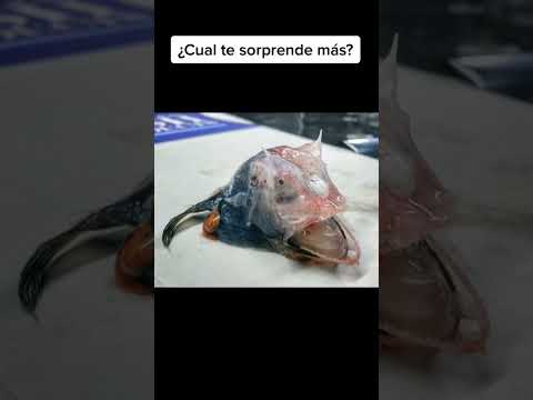 EXTRAÑOS peces ENCONTRADOS en los MARES 😱 #shorts