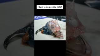 EXTRAÑOS peces ENCONTRADOS en los MARES 😱 #shorts