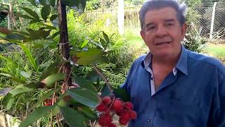 Rambutan produzindo em vaso