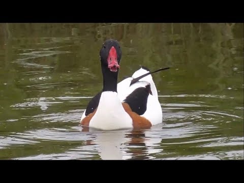 Common Shelduck Tadorna tadorna na ostrove Texel