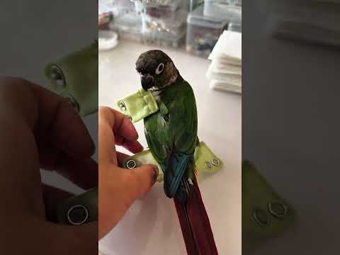 The Smartest Way to Let a Parrot Fly Indoors wood working art_hand crafts_#shorts