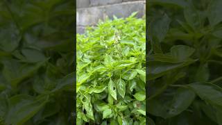 Download lagu 5 MANFAAT DAUN KEMANGI #herbal #life #shorts mp3 Download lagu 5 MANFAAT DAUN KEMANGI #herbal #life #shorts mp3