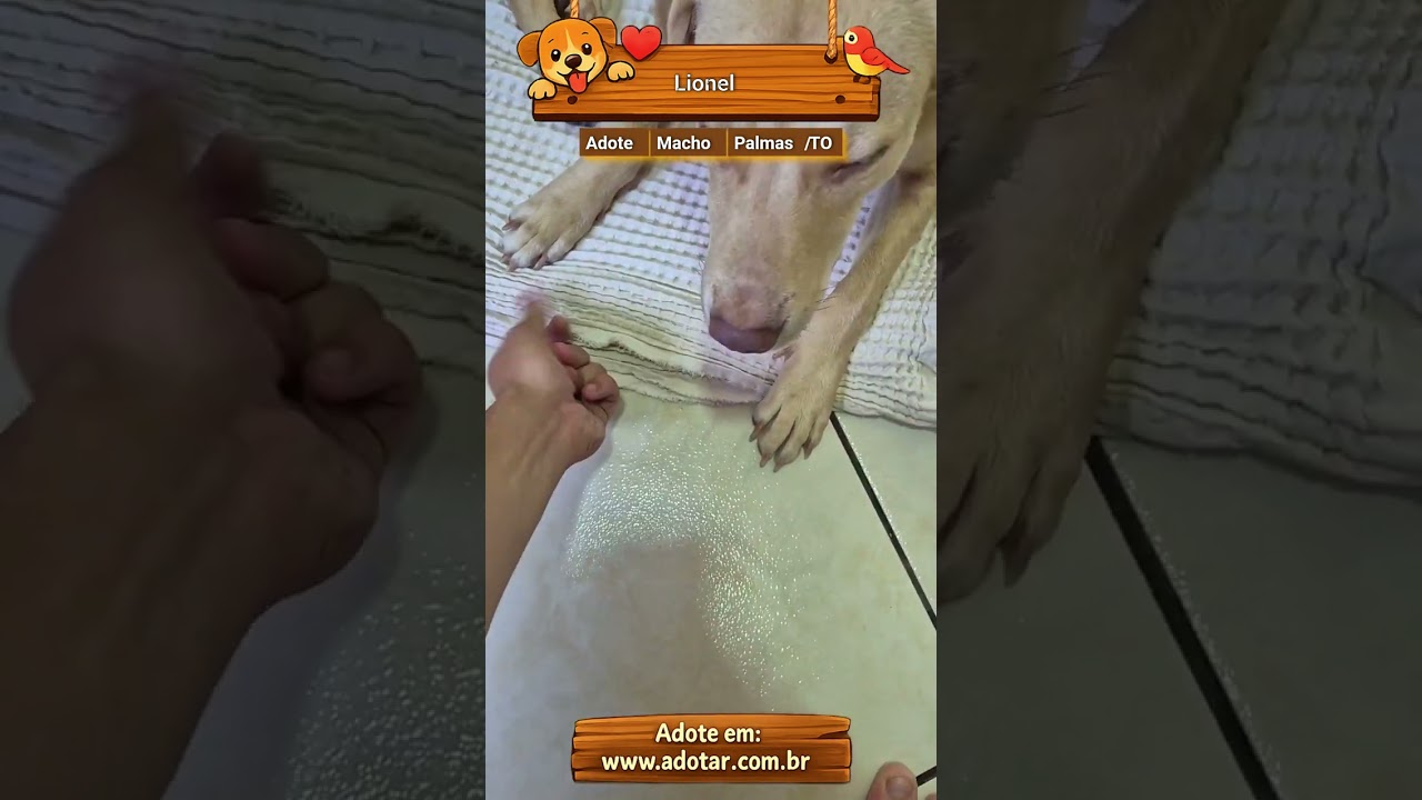 Cachorro raça SRD-ViraLata idade 1 ano nome Lionel