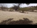 Donkey Showing Love Donkey Mating Process