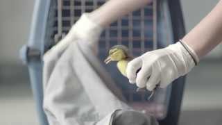 Dawn Saves Wildlife Episode 1: Duck, Duck, Oil