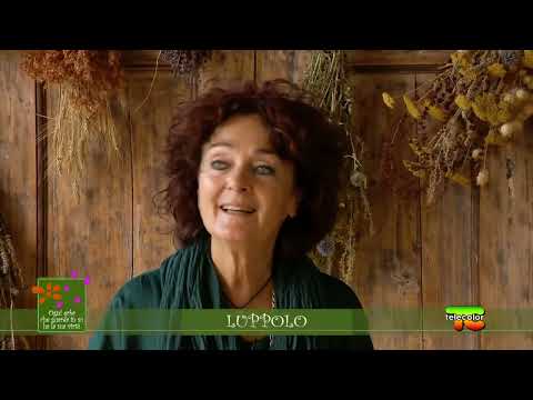 Ogni erba che guarda in su ha la sua virtù - LUPPOLO