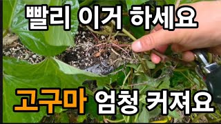 고구마! 이걸 꼭 해주세요 그러면 큰 고구마가 열려요 하지먼 안한다면 안커져요 #고구마키우기 #고구마농사 #…
