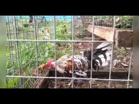 Pure splash mug stag