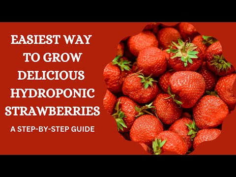 Planting Hydroponic Strawberries in coco coir and perlite