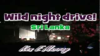 Wild night drive! - Sri Lanka