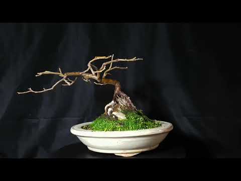 Bonsai Birch on a stone