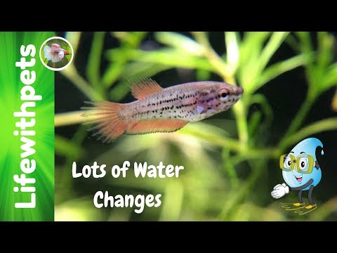 Betta Fish Fry Water Changes. (Lots of Water Changes)