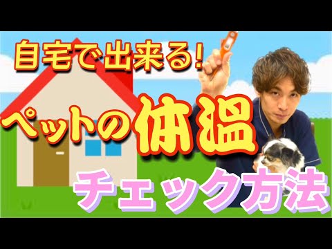 猫の体温の測り方は?