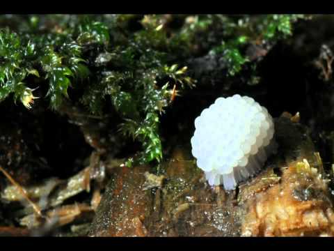 Stemonitis fusca sporangia development