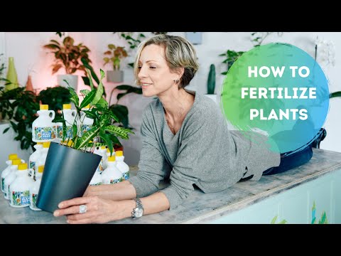 When & How To Fertilize Plants  🍼 🌱 Plant Food I Use & Recommend