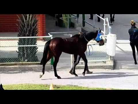 Belmont Park, 30/07/2016 - Race 2 - CONSEATED - Simon Miller
