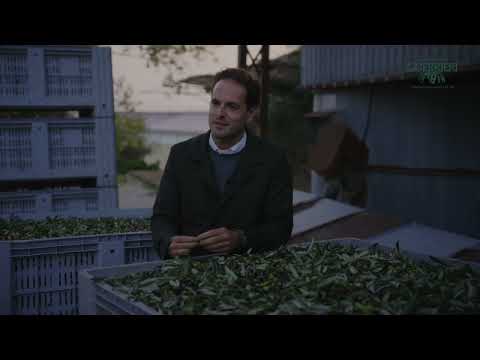 GUERRIERI - FARMER WARRIORS