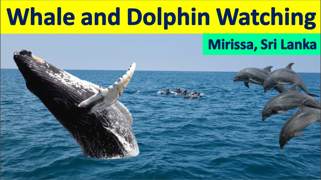 Join travelers on Whale and Dolphin Watching adventure.