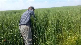 preview picture of video 'Agricultura in Olt'