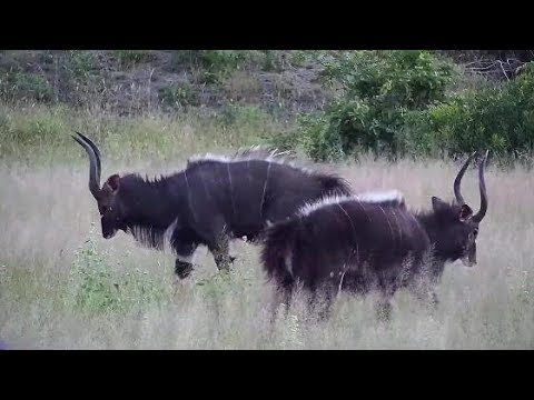 Djuma: Nyala bulls with some dominance display - 17:53 - 03/22/20