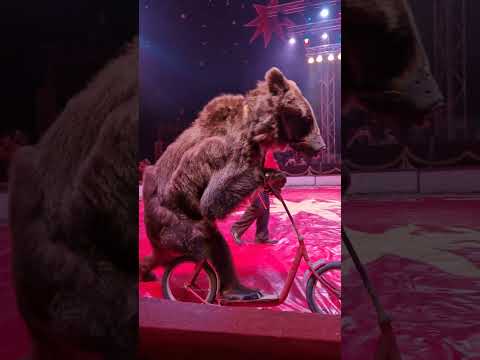 Cirkus Humberto #circus #bear #