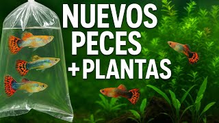 🐠 Nuevos Habitantes en el Acuario: Plantas, Peces y Técnicas de Aquascaping