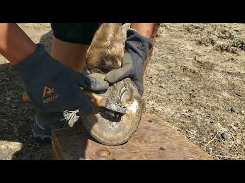 Trimming retained sole and bar