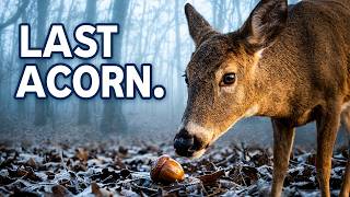 Late Winter on the Ridge… Deer Searching for the Last Acorns - Trail Cam Stories